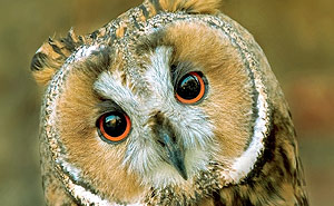 dona il 5x1000 alla Lipu