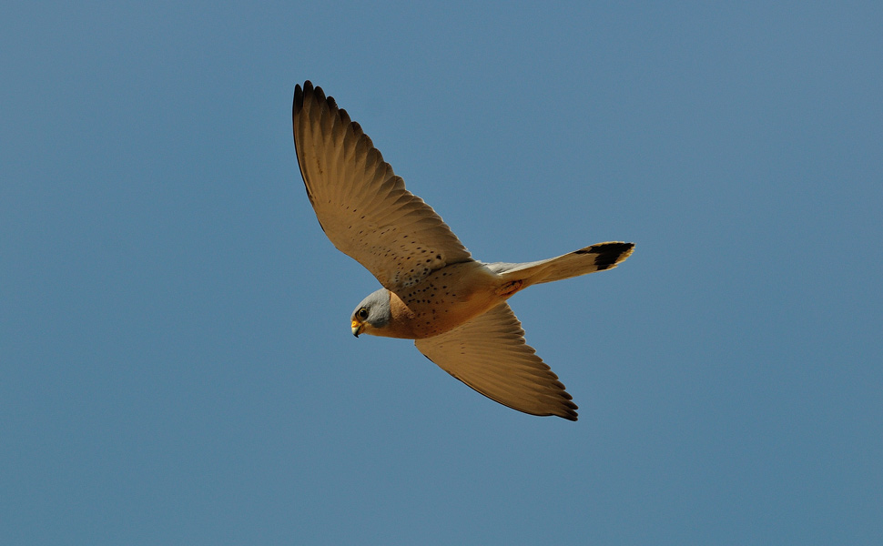 (Grillaio - M.Bonora)