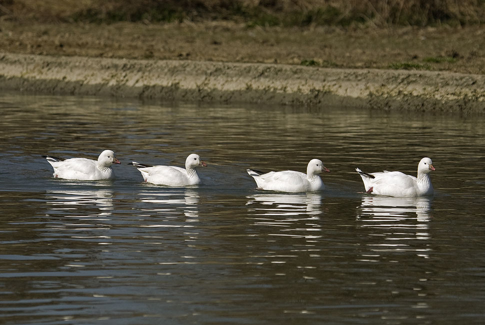 Foto: A. Oldani Gatti