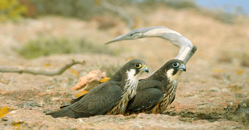 falco della regina - foto di Bruno Berthemy