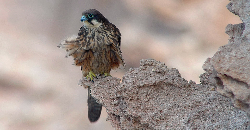 falco della regina - foto di Bruno Berthemy