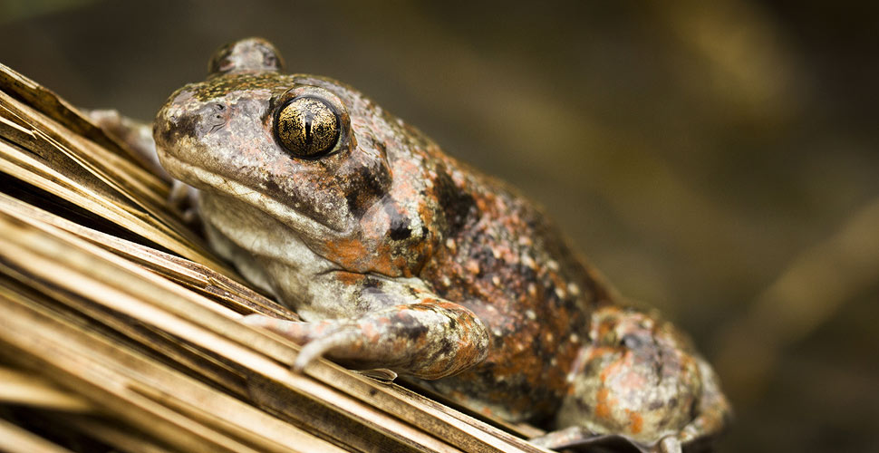 Pelobate Fosco foto M.Tessaro