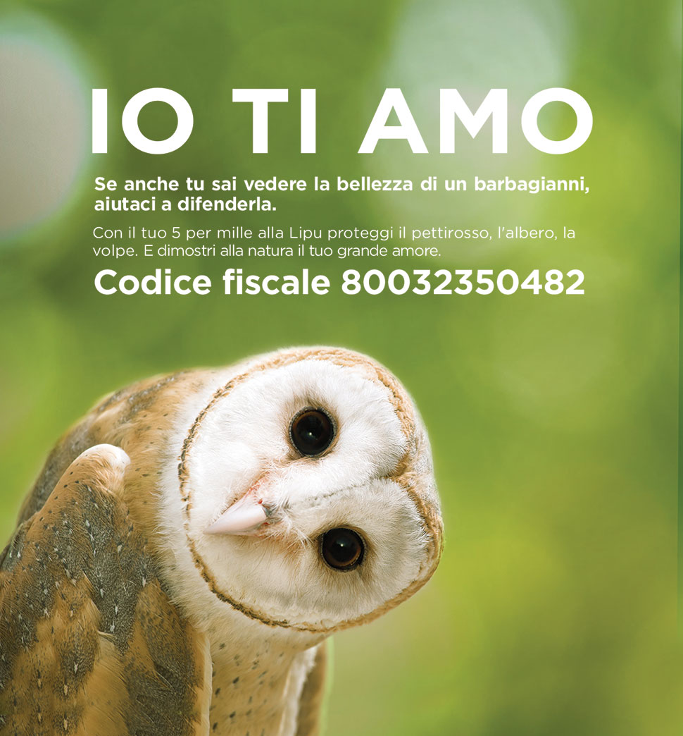 Il simpatico barbagianni scelto come "testimonial" per la campagna 5 per mille della Lipu