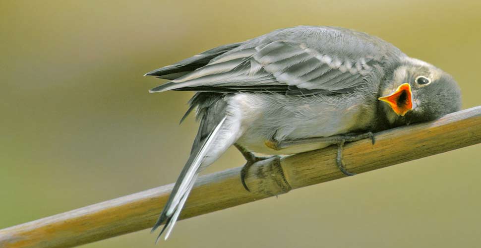 Foto - Ballerina Bianca, Gabriele Ferramola