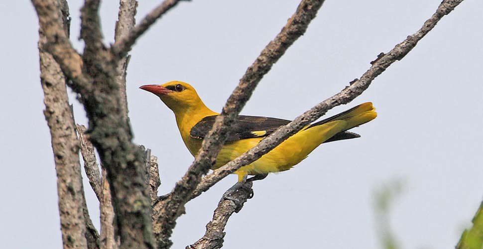 Rigogolo - L. Sebastiani www.birds.it