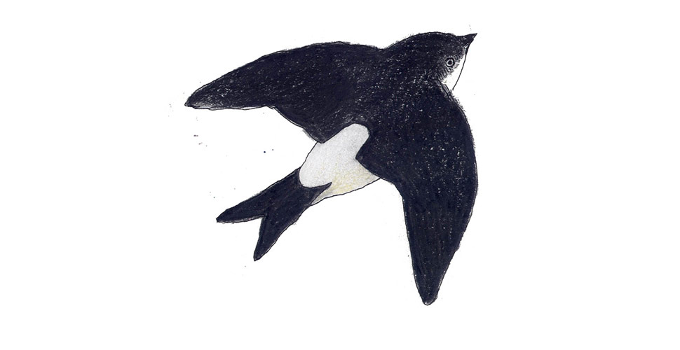 Balestruccio, illustrazione di Federico Appel