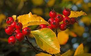 le piante indispensabili per il birdgarden