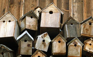 scegliere il nido per il birdgarden