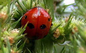 che ospiti puoi incontrare a sorpresa nel tuo birdgarden?
