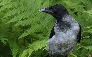 ospiti sgraditi nel giardino birdgarden degli uccelli