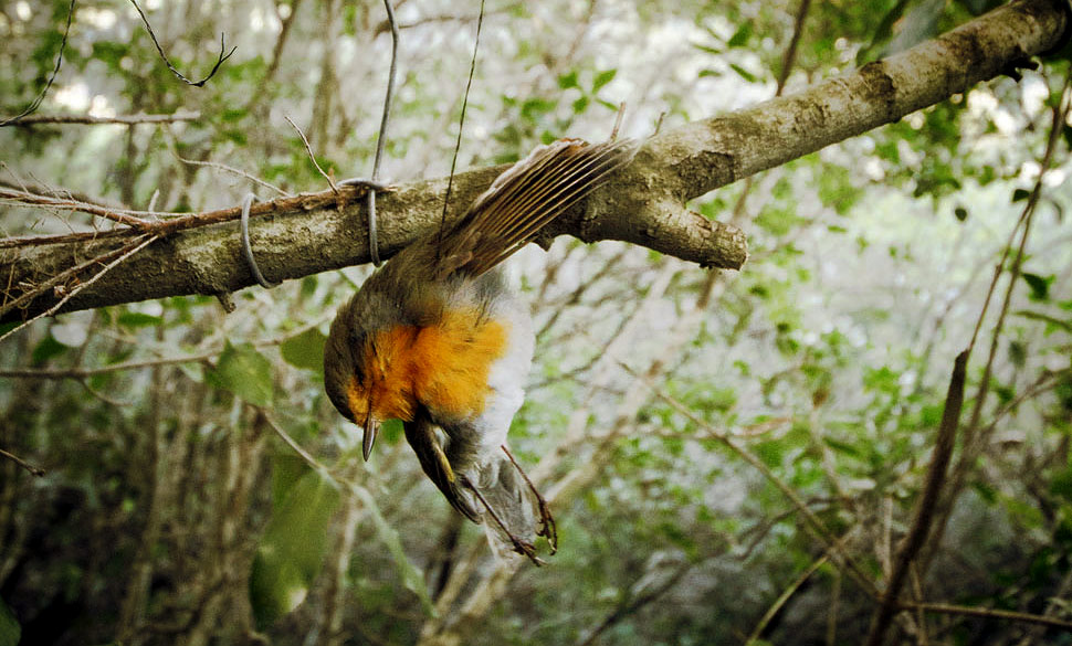 Un pettirosso ucciso da una trappola nel Sulcis, in Sardegna, Italia (foto Marco De Silvi)