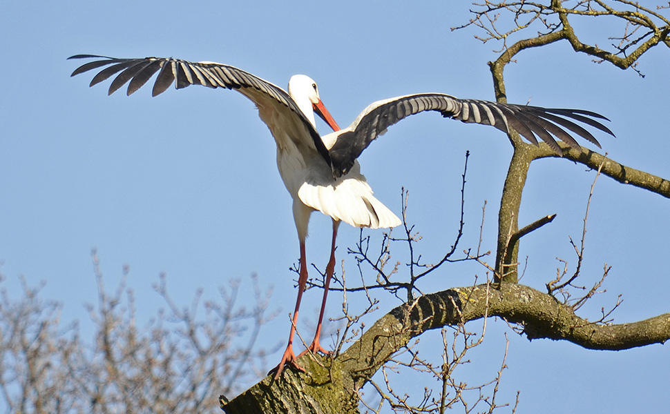 (Rene-Mensen-CC-BY-2.0)