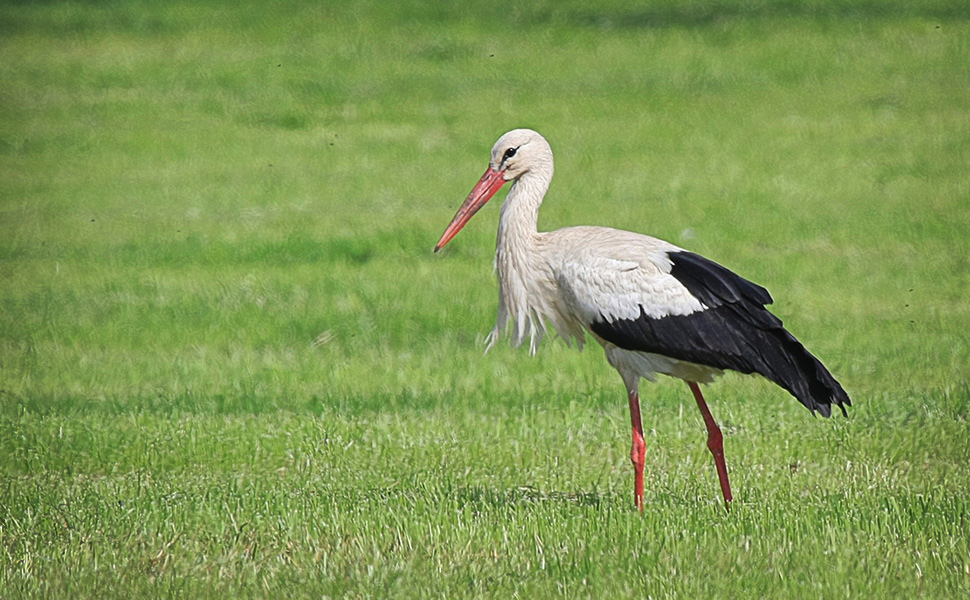 cicogna-(di-Dornenwolf-CC-BY-SA-2.0)