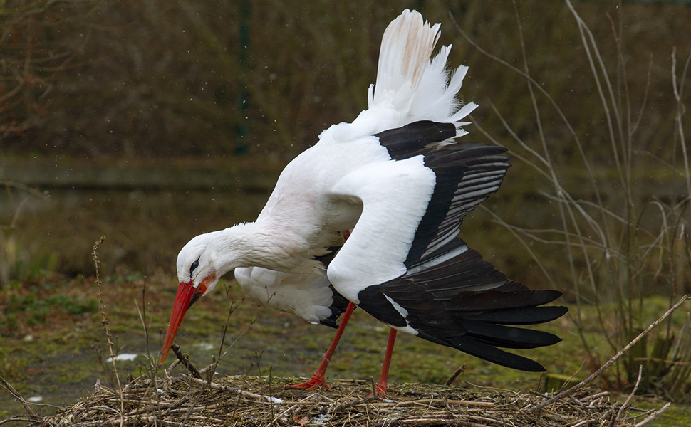 cicogna Lennart Tange