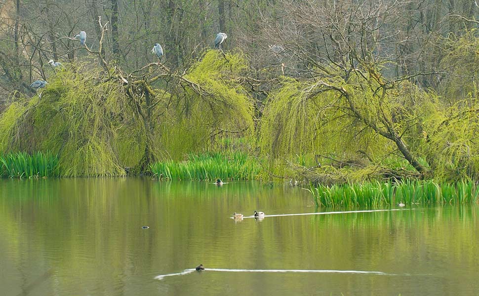 L'Oasi di Crava Morozzo, prima Oasi Lipu in Italia (foto: Archivio Lipu)