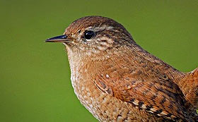 aiuta la natura diventa socio lipu