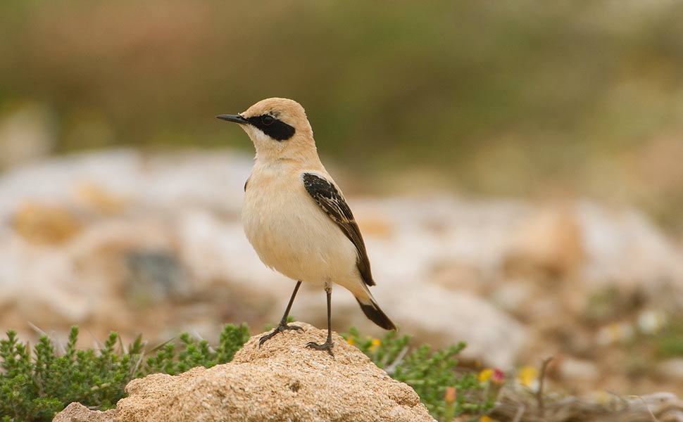 Monachella (foto W.Vivarelli)