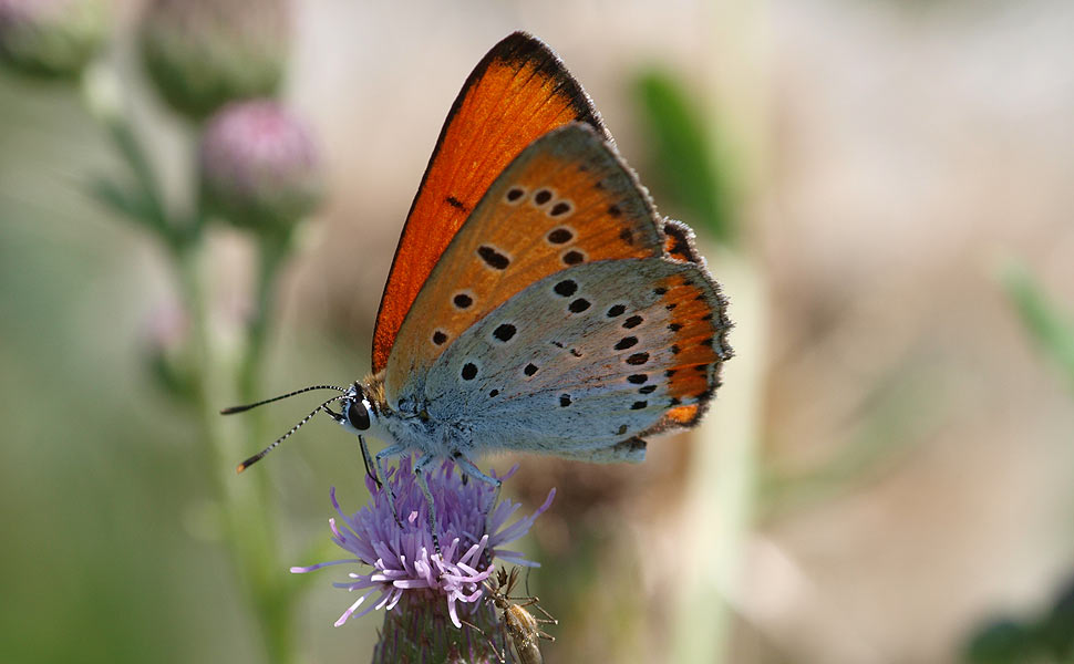 Lycaena dispar (foto: Luca Bagni)
