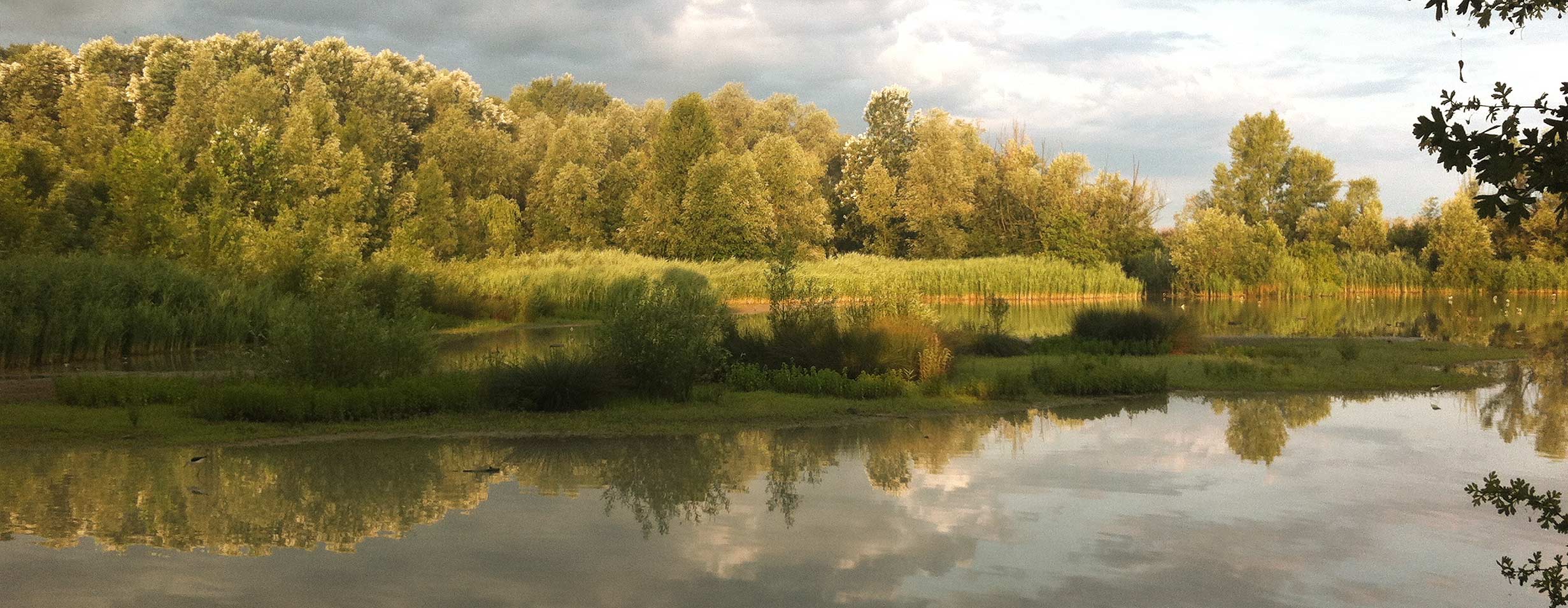 La zona umida della Riserva (foto: Michele Mendi)