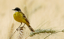 osseravazioni agricole