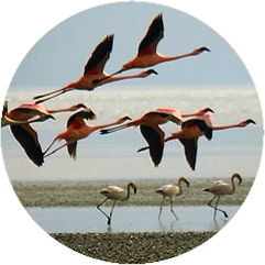 Call to action 1 Immagine