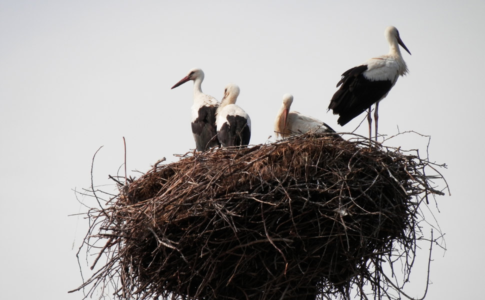 le cicogne di Salerano